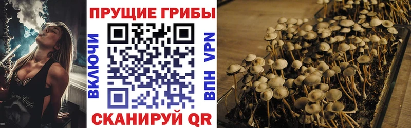 Купить закладки Комсомольск-на-Амуре Галлюциногенные грибы Psilocybine cubensis